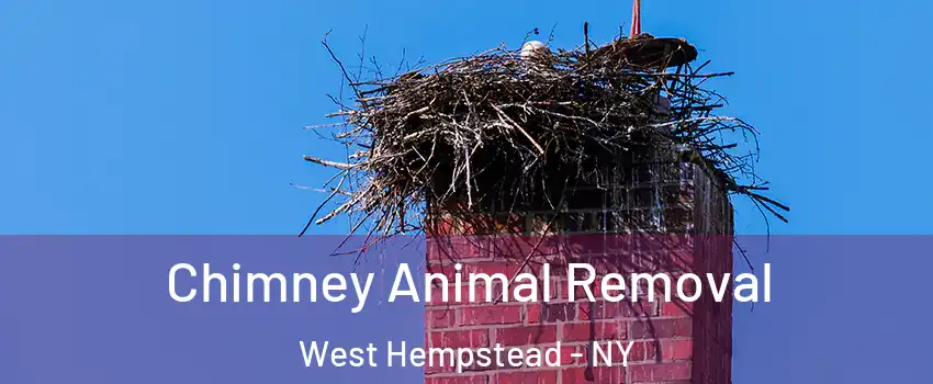 Chimney Animal Removal West Hempstead - NY