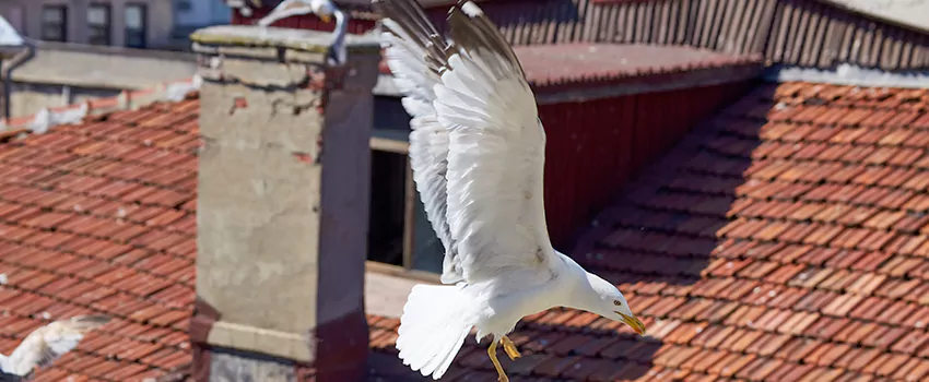 Residential Chimney Animal Removal Solution in West Hempstead, NY