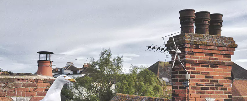 Chimney Cleaning And Restoration in West Hempstead, New York